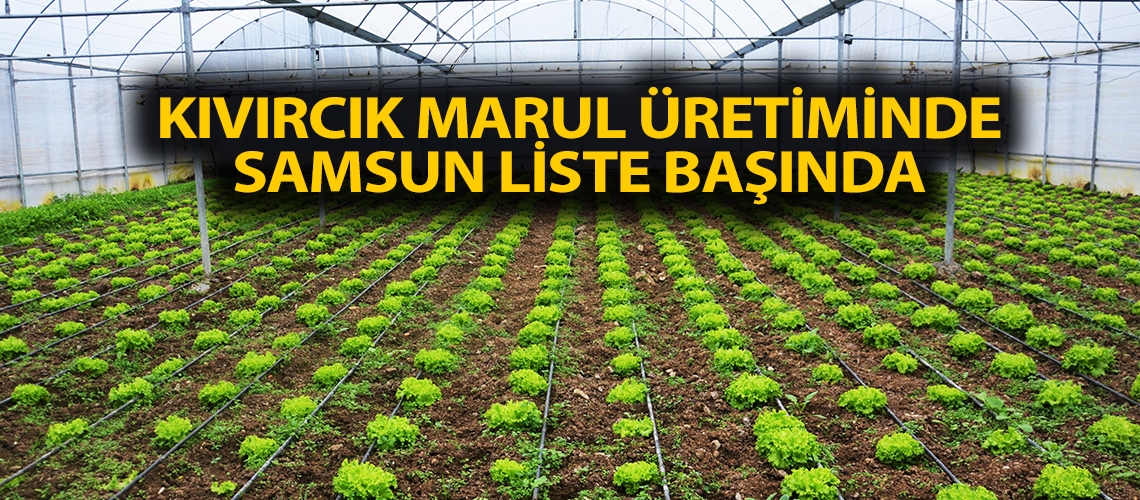 Kıvırcık marul üretiminde Samsun liste başında