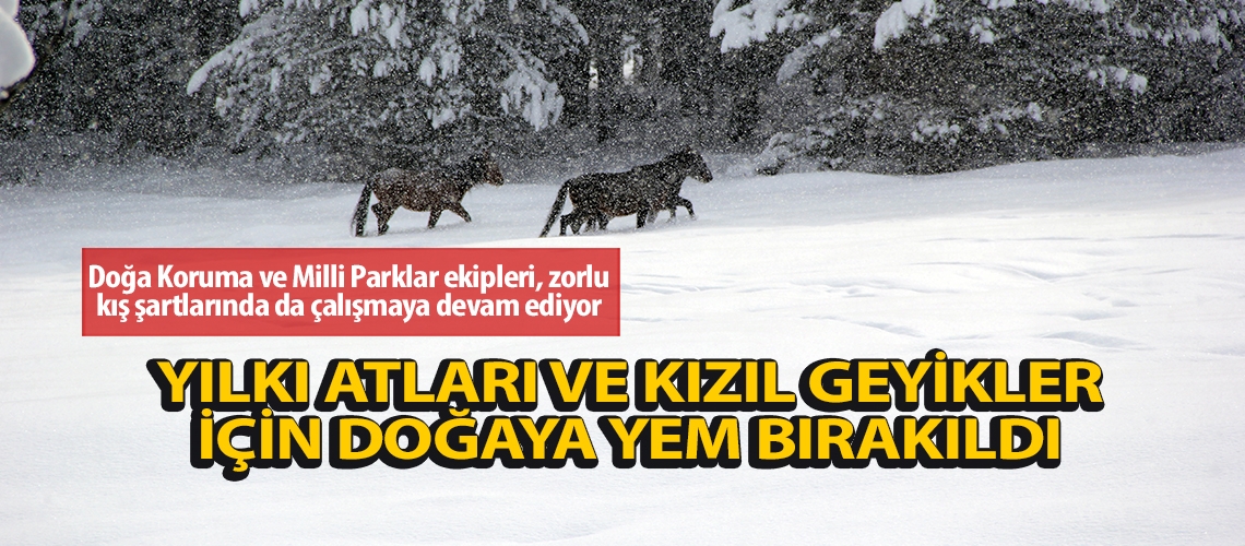 Yılkı atları ve kızıl geyikler için doğaya yem bırakıldı