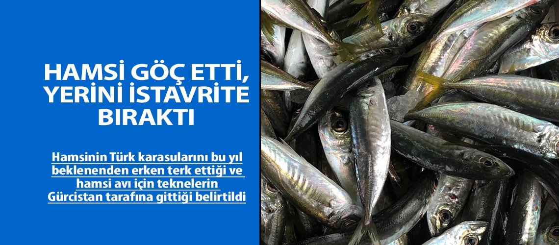 Hamsi göç etti, yerini istavrite bıraktı