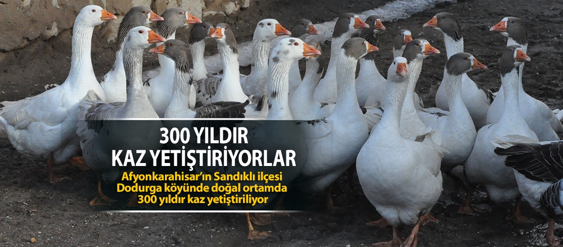 300 yıldır kaz yetiştiriliyor