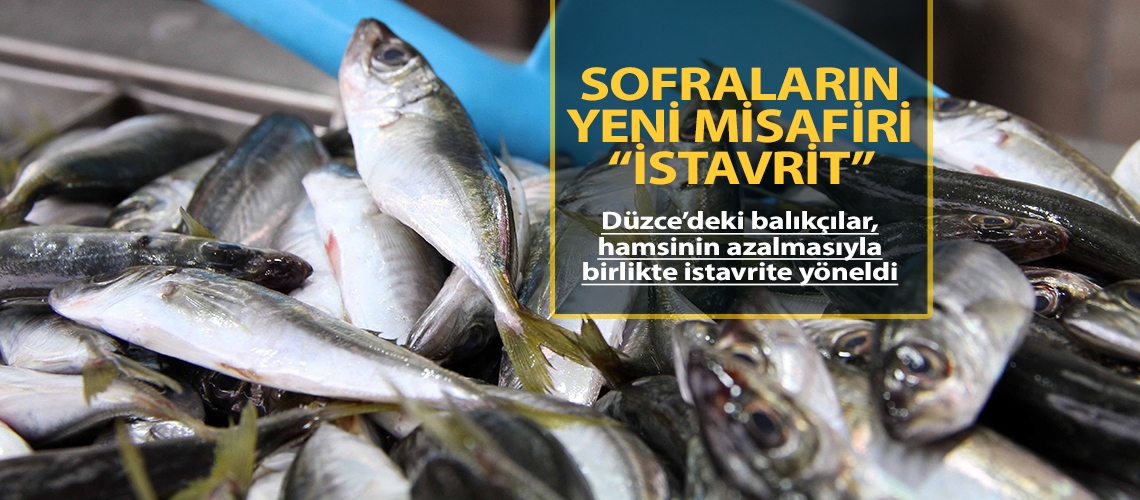 Sofraların yeni misafiri istavrit