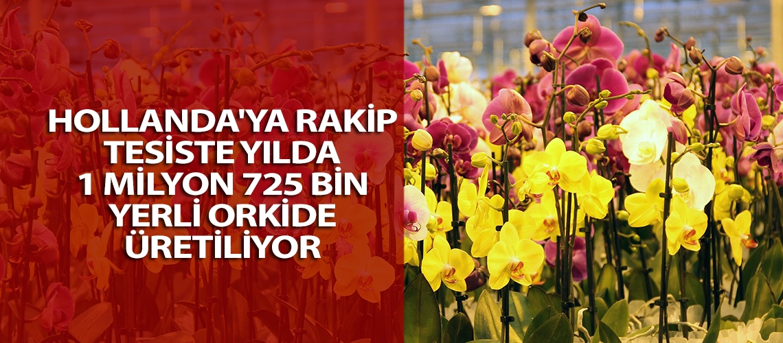 Hollanda'ya rakip tesiste yılda 1 milyon 725 bin yerli orkide üretiliyor