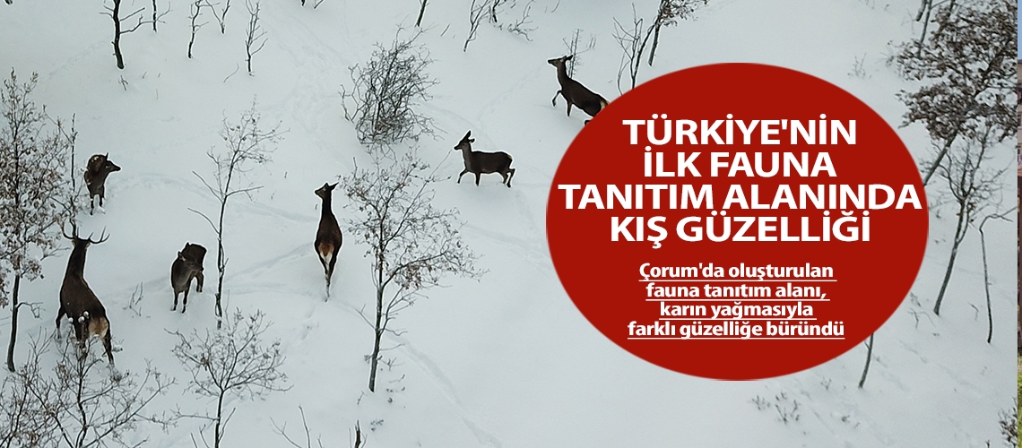 Türkiye'nin ilk fauna tanıtım alanında kış güzelliği