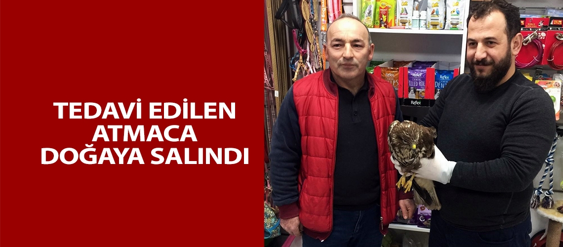 Tedavi edilen atmaca doğaya salındı