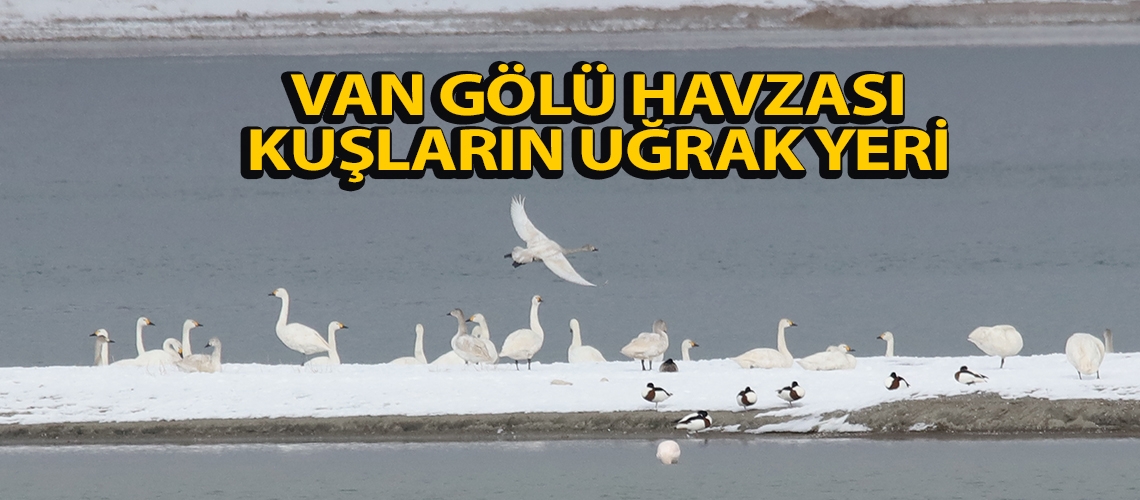 Van Gölü Havzası “kuşların uğrak yeri”
