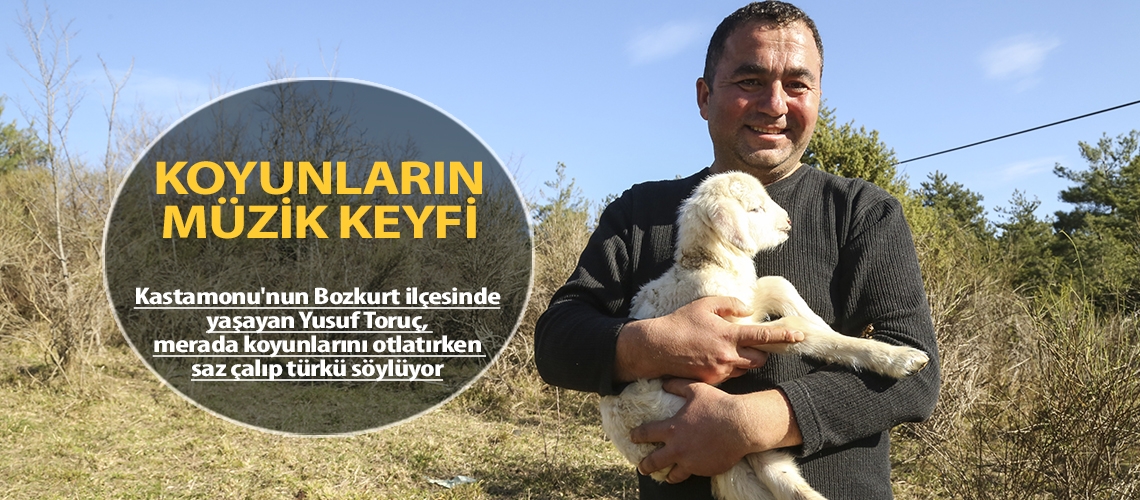 Koyunların müzik keyfi