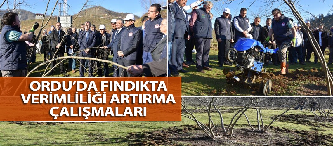 Ordu’da fındıkta verimliliği artırma çalışmaları