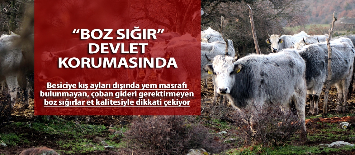 Boz sığır devlet korumasında