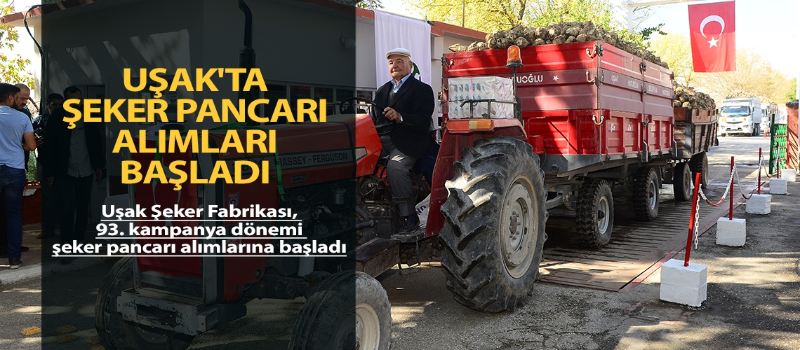 Uşak'ta şeker pancarı alımları başladı