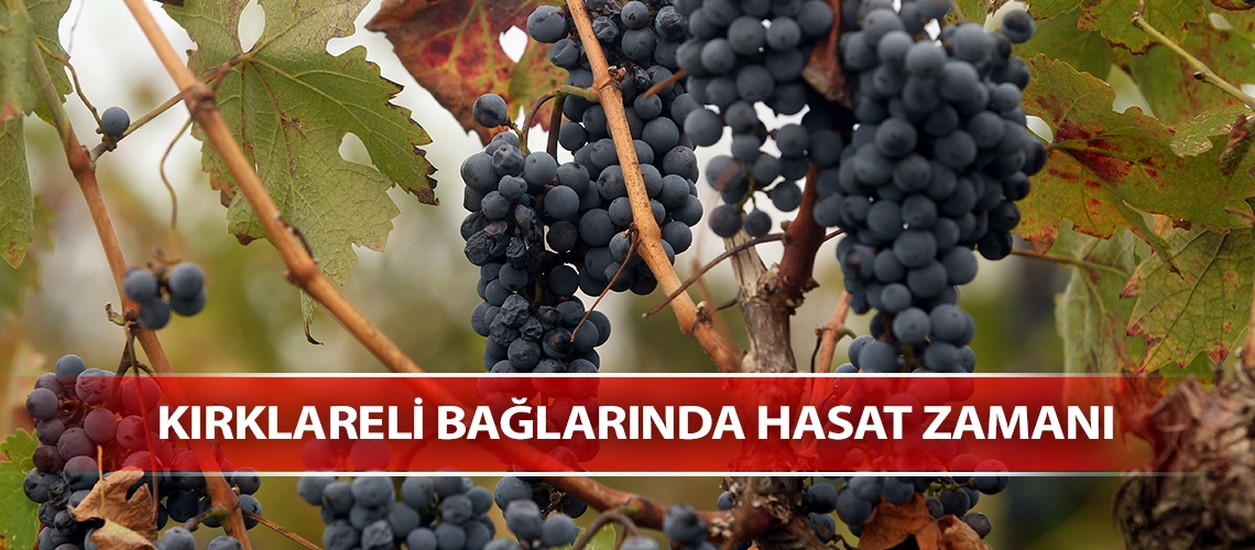 Kırklareli bağlarında hasat zamanı