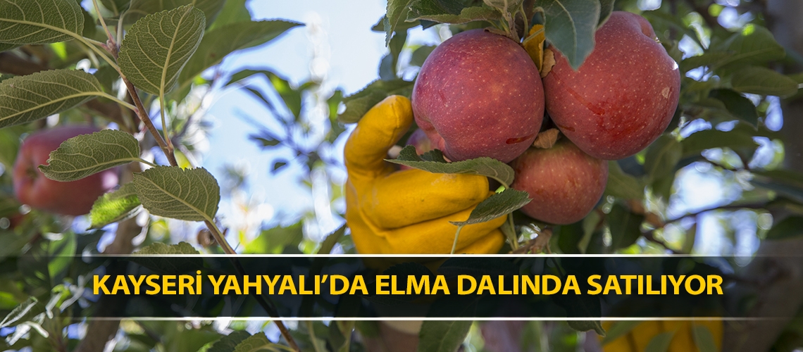 Kayseri Yahyalı’da elma dalında satılıyor