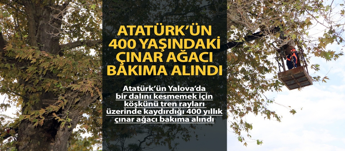 Atatürk’ün 400 yaşındaki çınar ağacı bakıma alındı
