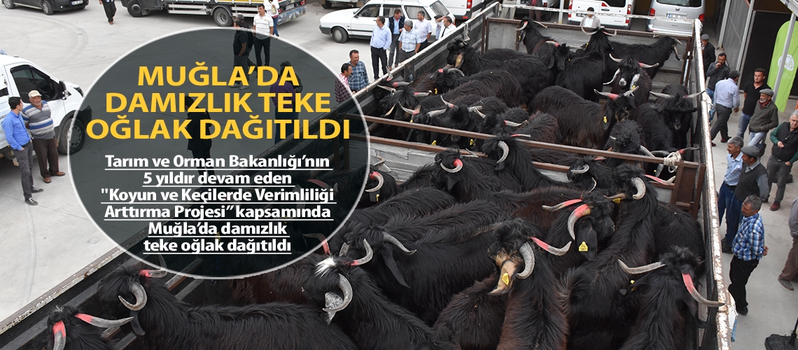 Muğla’da damızlık teke oğlak dağıtıldı