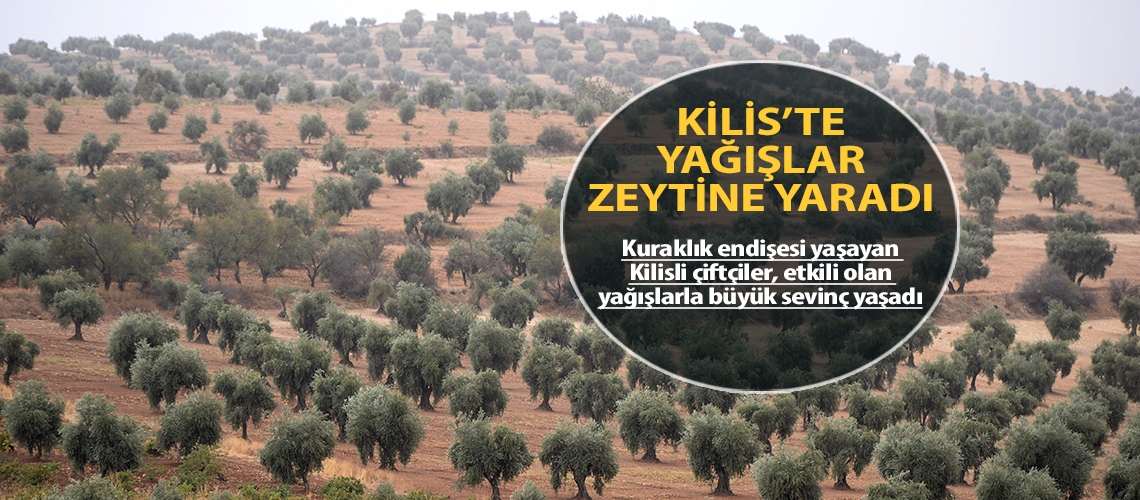 Kilis’te yağışlar zeytine yaradı