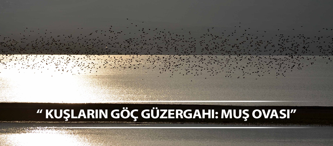 “ Kuşların göç güzergahı: Muş Ovası”
