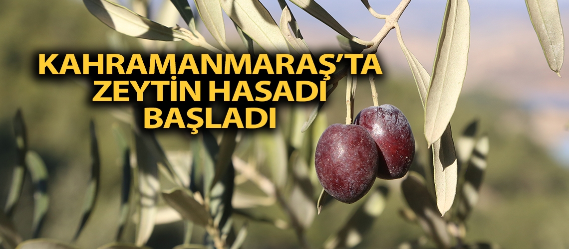 Kahramanmaraş’ta zeytin hasadı başladı