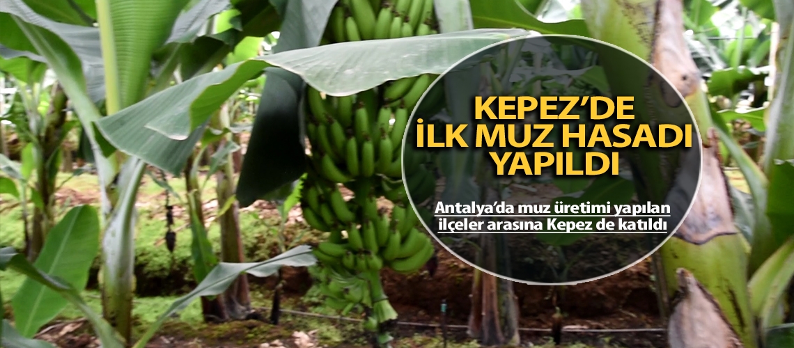 Kepez’de ilk muz hasadı yapıldı