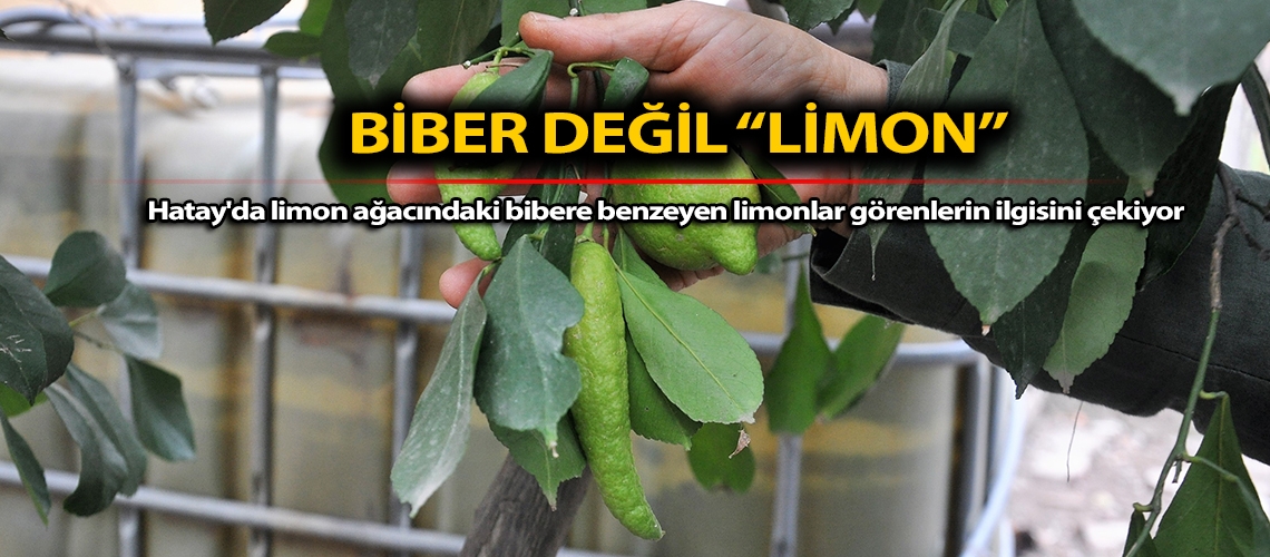 Biber değil limon