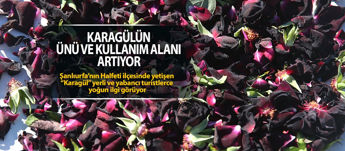 Şanlıurfa’ya özgü Karagülün ünü ve kullanım alanı artıyor