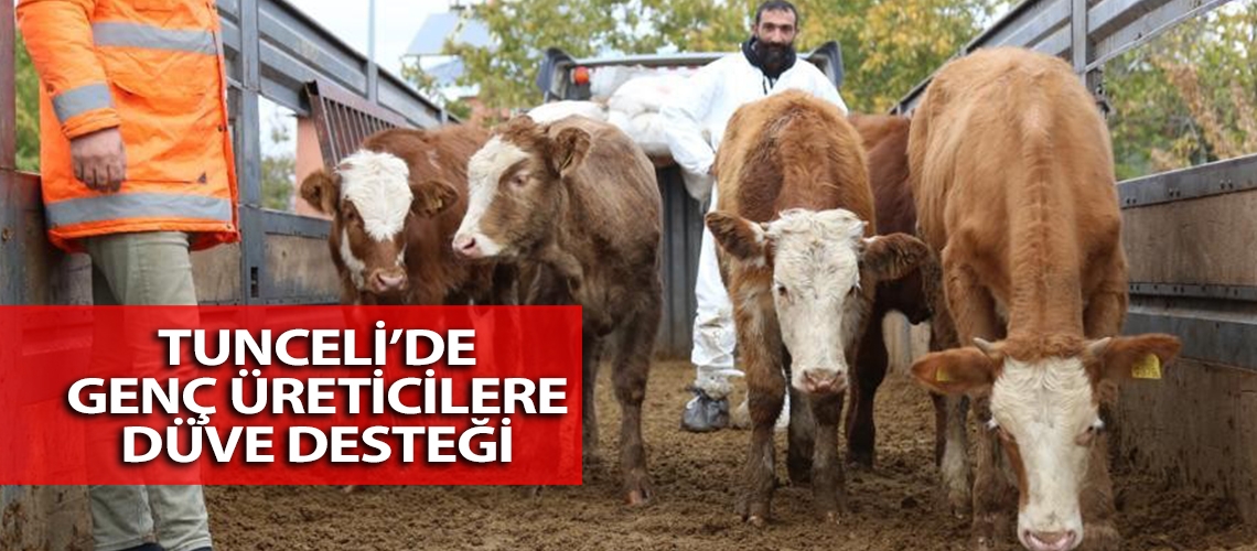 Tunceli’de genç üreticilere düve desteği