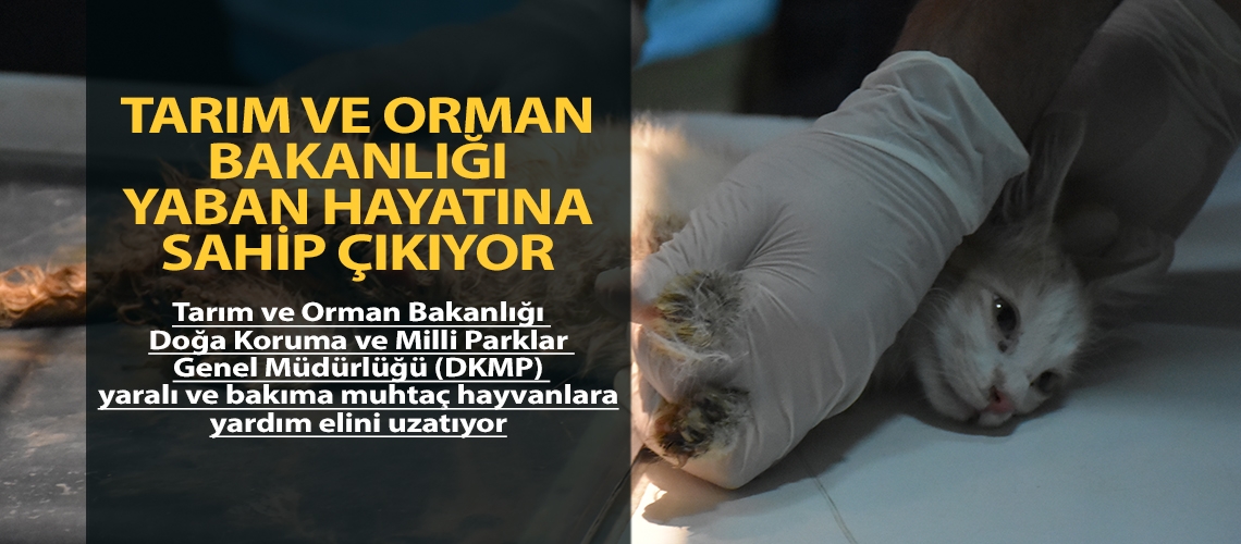 Tarım ve Orman Bakanlığı yaban hayatına sahip çıkıyor