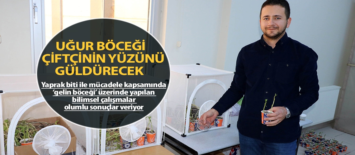 Uğur böceği çiftçinin yüzünü güldürecek