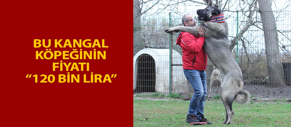 Bu kangal köpeğinin fiyatı 