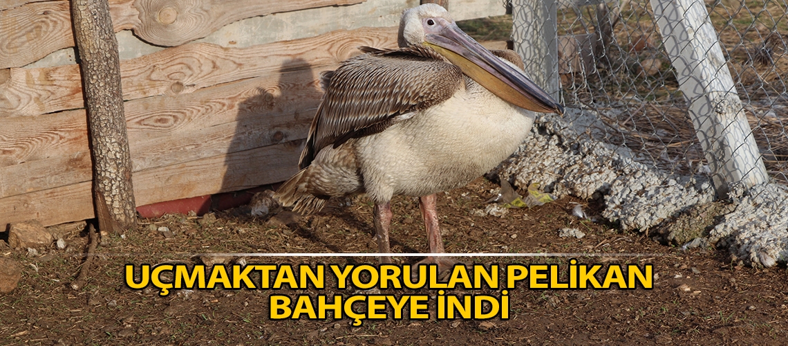 Uçmaktan yorulan pelikan bahçeye indi
