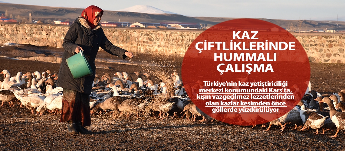 Kaz çiftliklerinde hummalı çalışma
