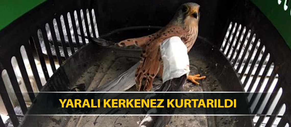 Yaralı kerkenez kurtarıldı