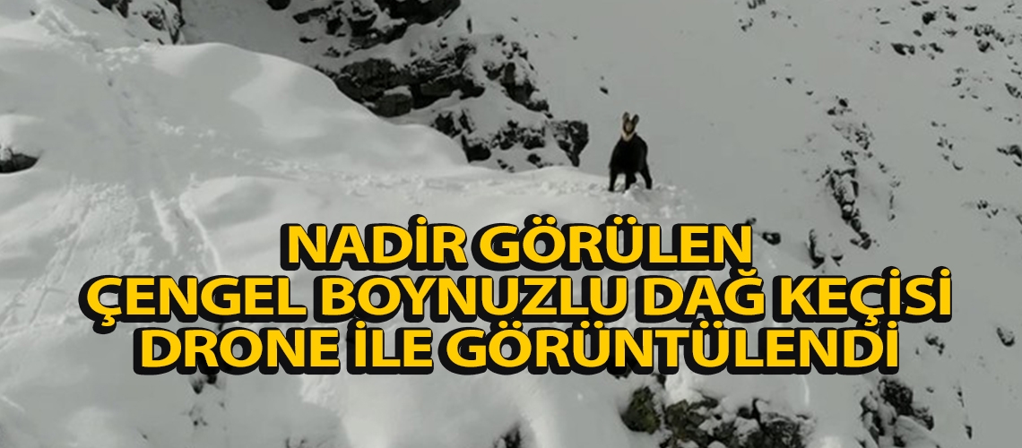 Nadir görülen çengel boynuzlu dağ keçisi drone ile görüntülendi