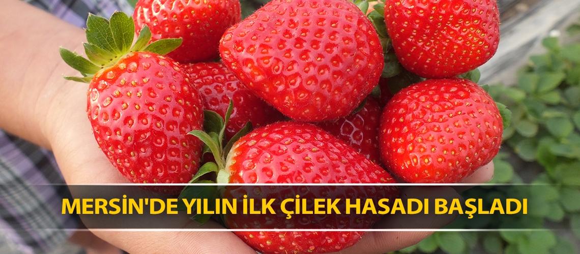 Mersin'de yılın ilk çilek hasadı başladı