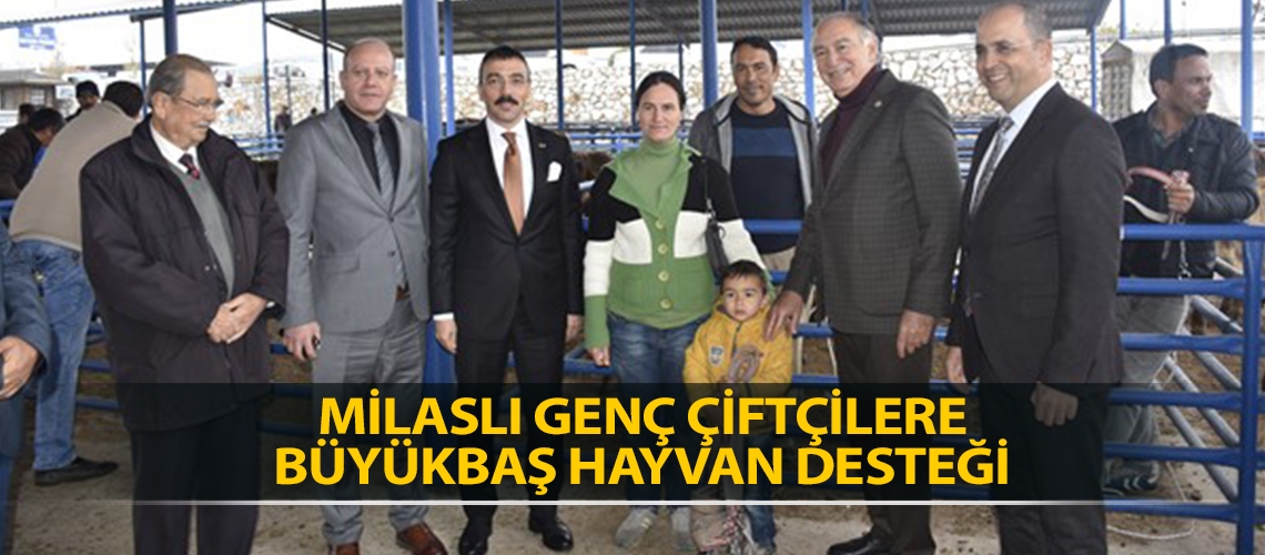 Milaslı genç çiftçilere büyükbaş hayvan desteği