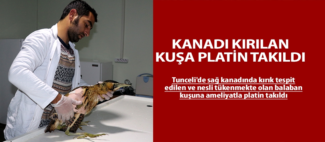 Kanadı kırılan kuşa platin takıldı