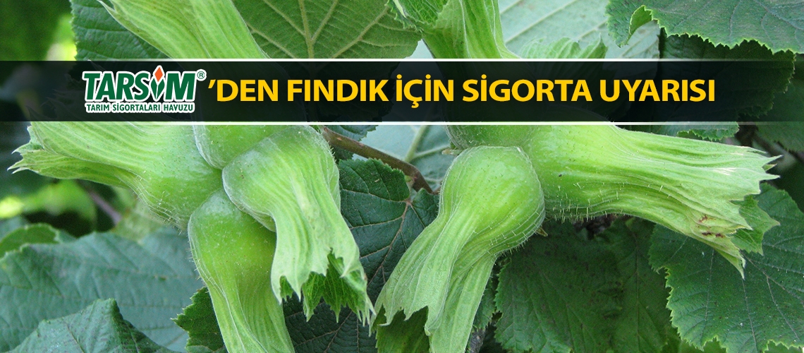 TARSİM’den fındık için sigorta uyarısı