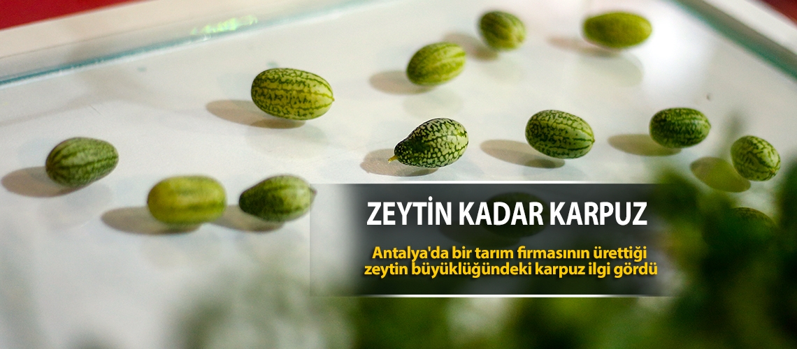 Zeytin kadar karpuz
