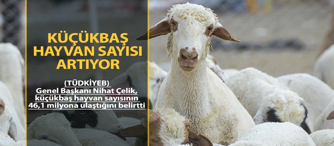 Küçükbaş hayvan sayısı artıyor
