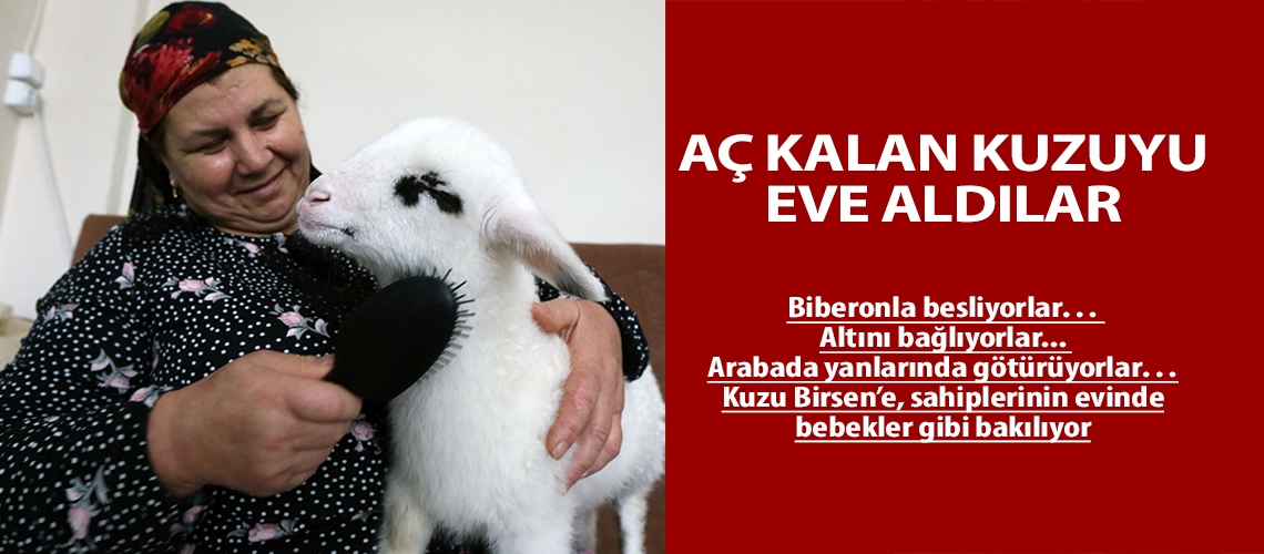 Aç kalan kuzuyu eve aldılar
