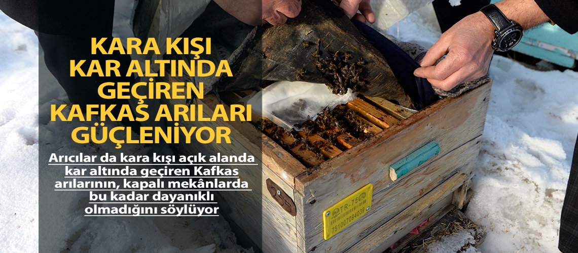 Kara kışı kar altında geçiren Kafkas Arıları güçleniyor
