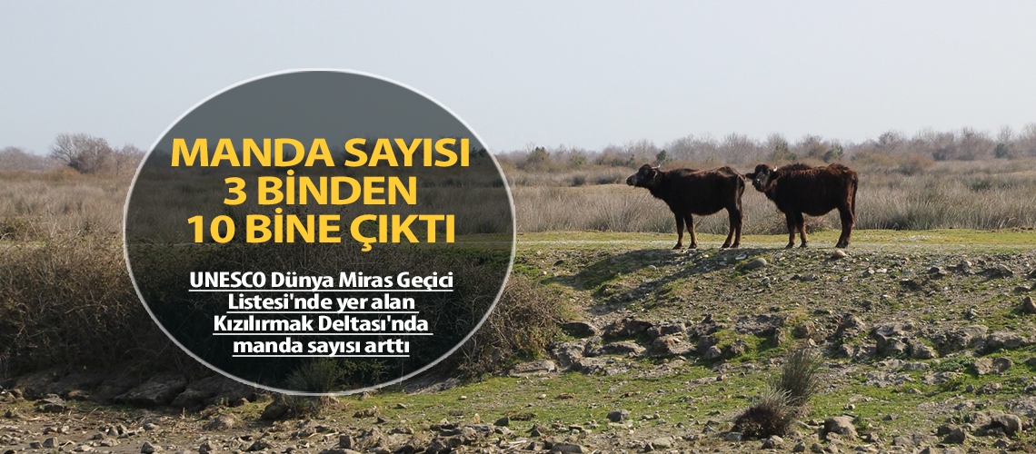 Manda sayısı 3 binden 10 bine çıktı