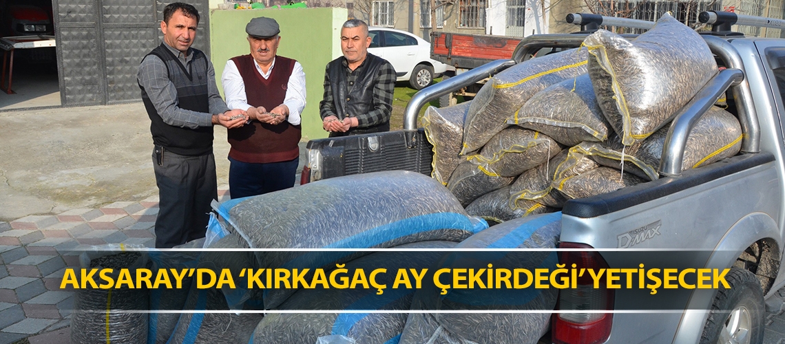 Aksaray’da ‘Kırkağaç ay çekirdeği’ yetişecek