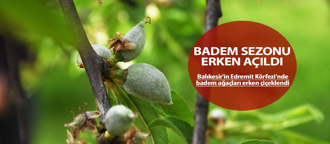 Badem sezonu erken açıldı