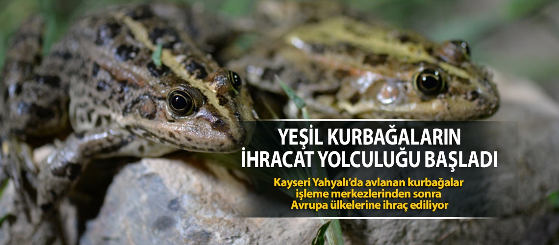 Yeşil kurbağaların ihracat yolculuğu başladı!