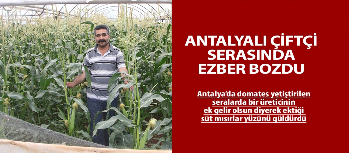 Antalyalı çiftçi serasında ezber bozdu