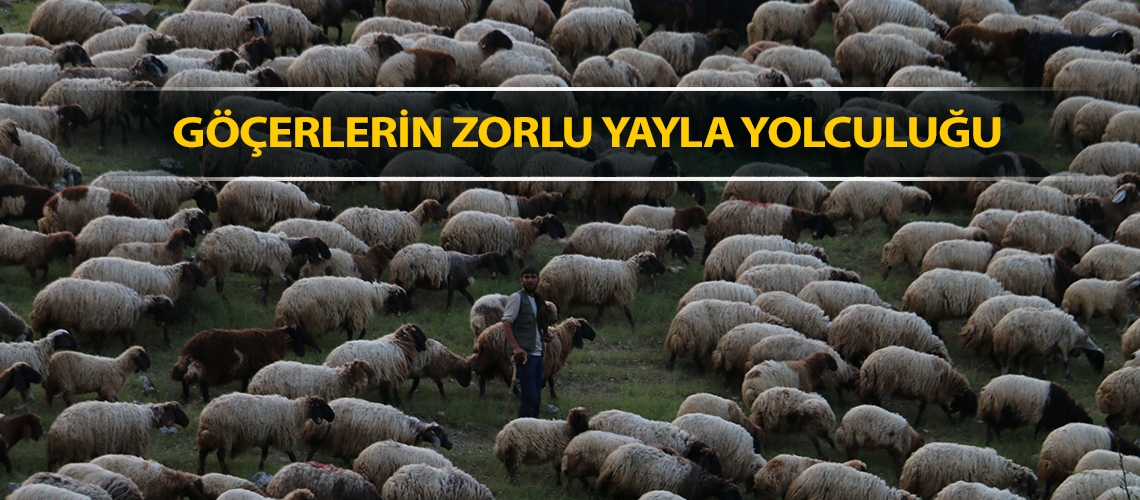 Göçerlerin zorlu yayla yolculuğu