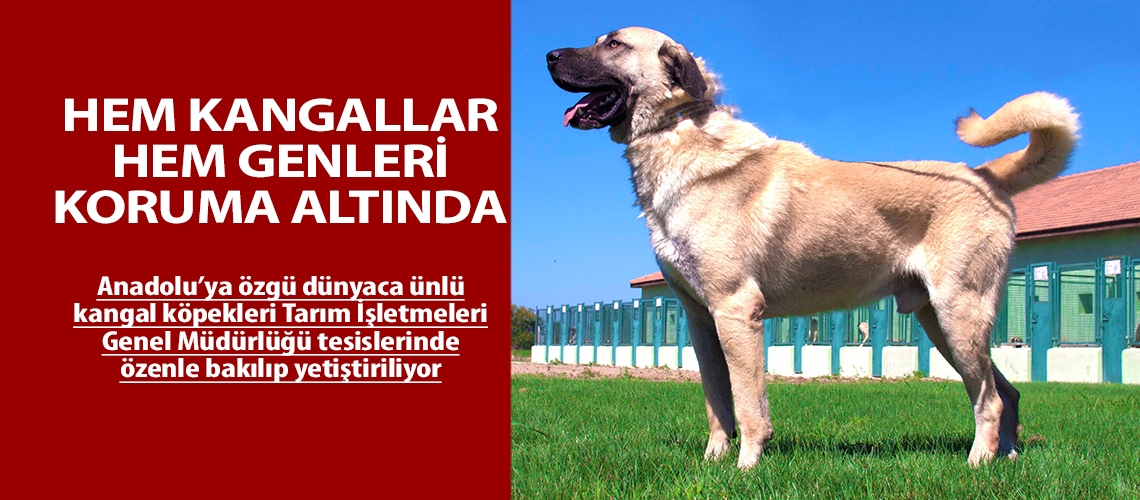 Hem kangallar hem genleri koruma altında