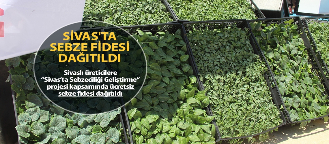 Sivas'ta sebze fidesi dağıtıldı