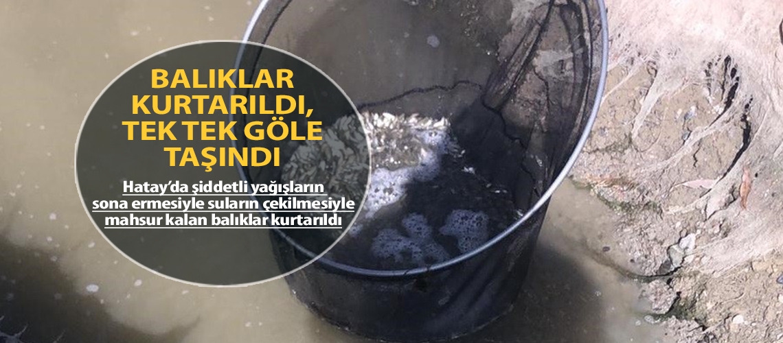 Balıklar kurtarıldı, tek tek göle taşındı