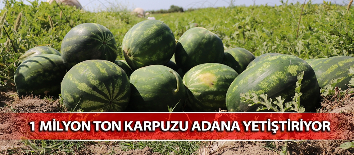 1 milyon ton karpuzu Adana yetiştiriyor