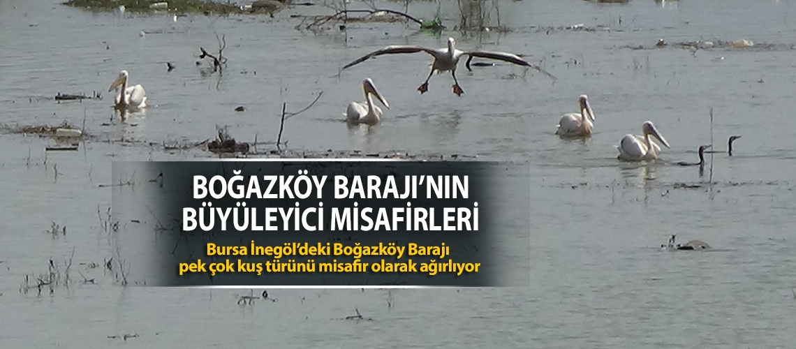 Boğazköy Barajı’nın büyüleyici misafirleri